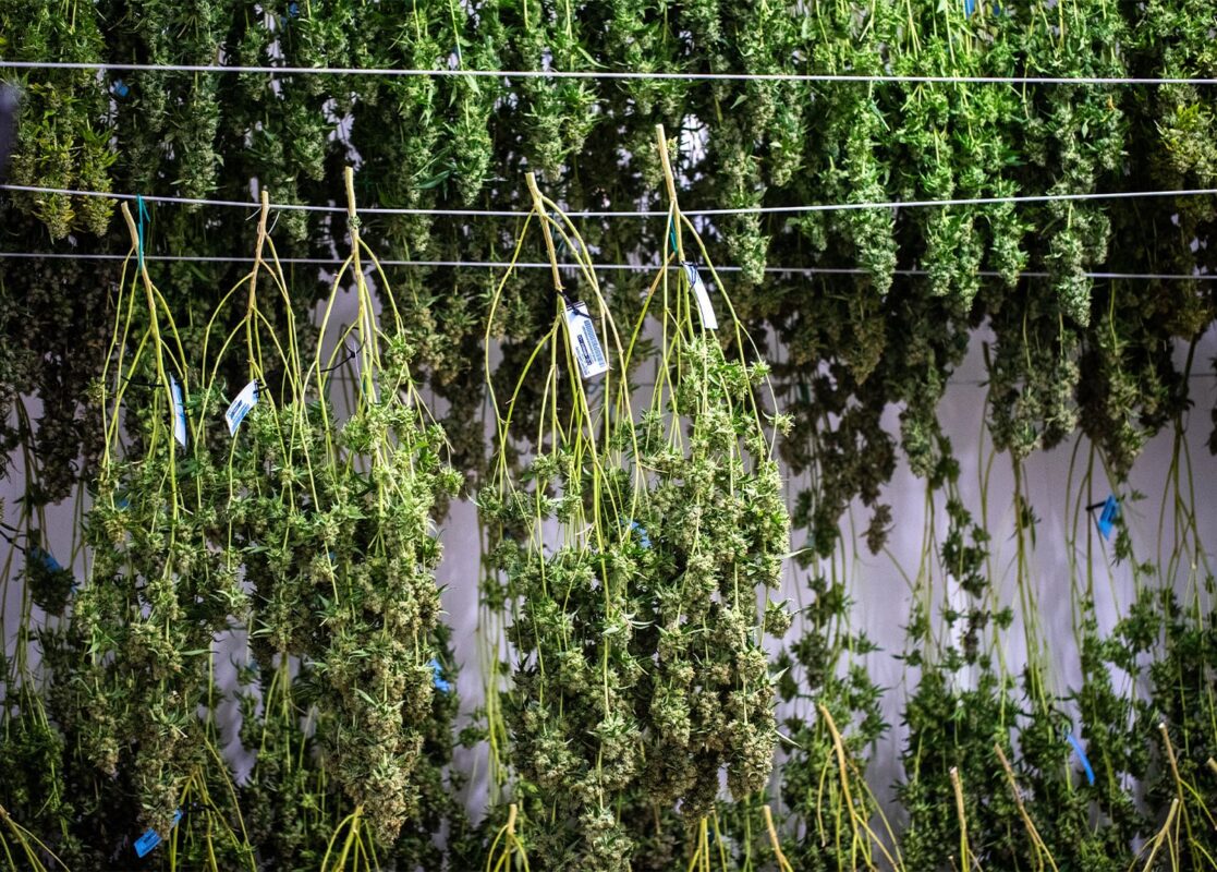 How to dry cannabis