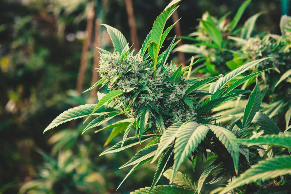 How to grow marijuana