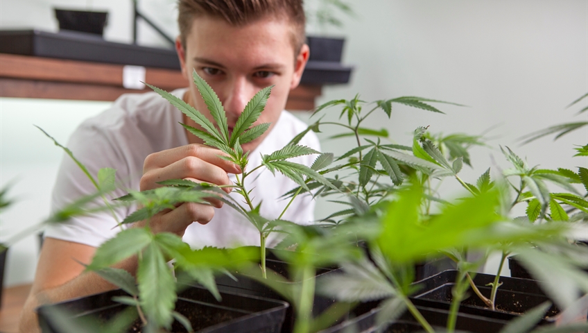How to grow cannabis