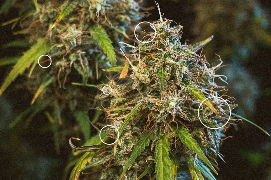 When to harvest cannabis