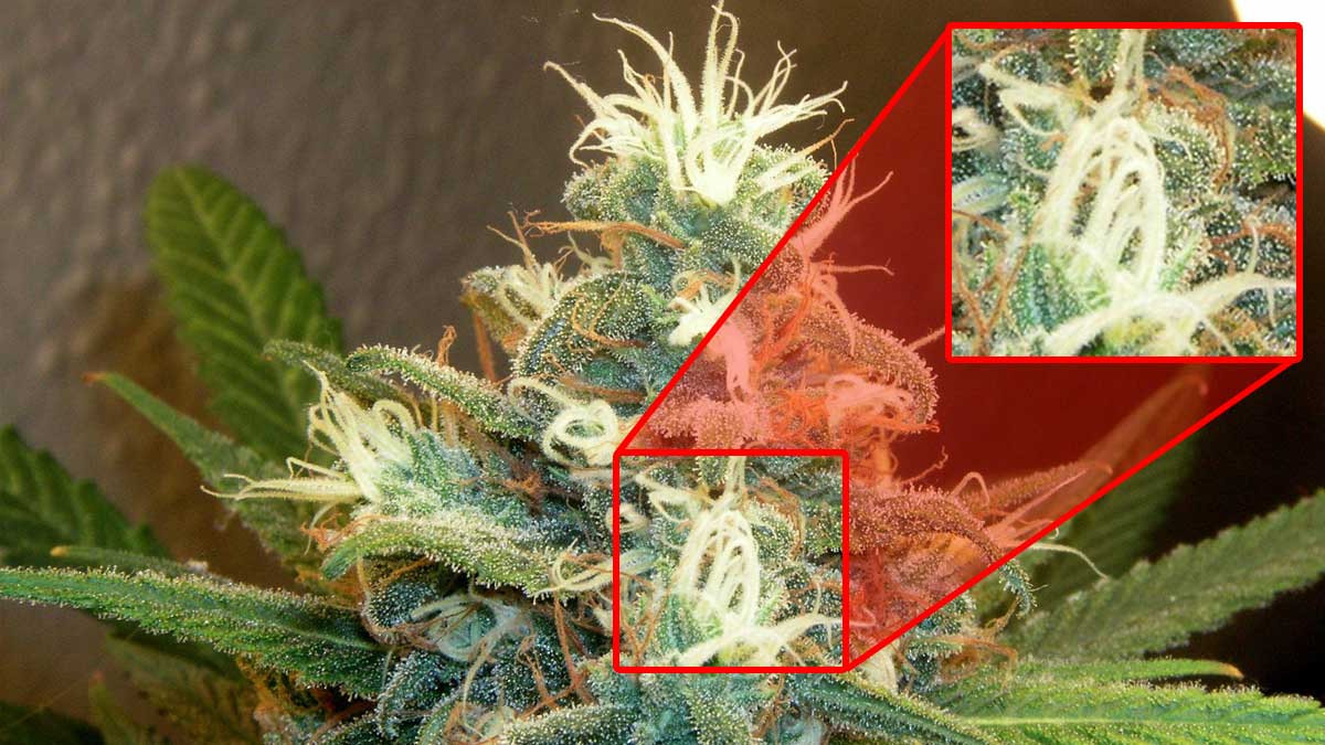 When to harvest cannabis