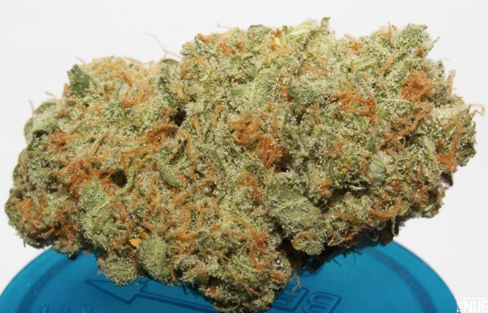 Bubblegum weed 2 - Bubblegum Cannabis Strain Review