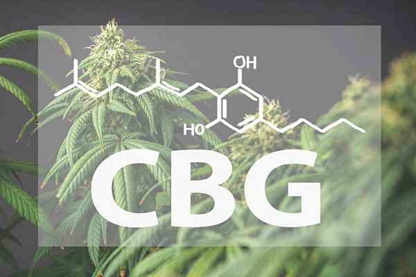 CBG - CBG: All You Need to Know About This Cannabinoid