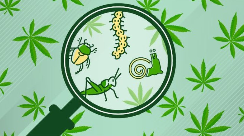 Cannabis Pests 2 - Cannabis Pests: How to Deal With Slugs and Snails