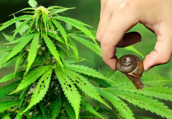 Cannabis Pests 3 578x400 - Cannabis Pests: How to Deal With Slugs and Snails