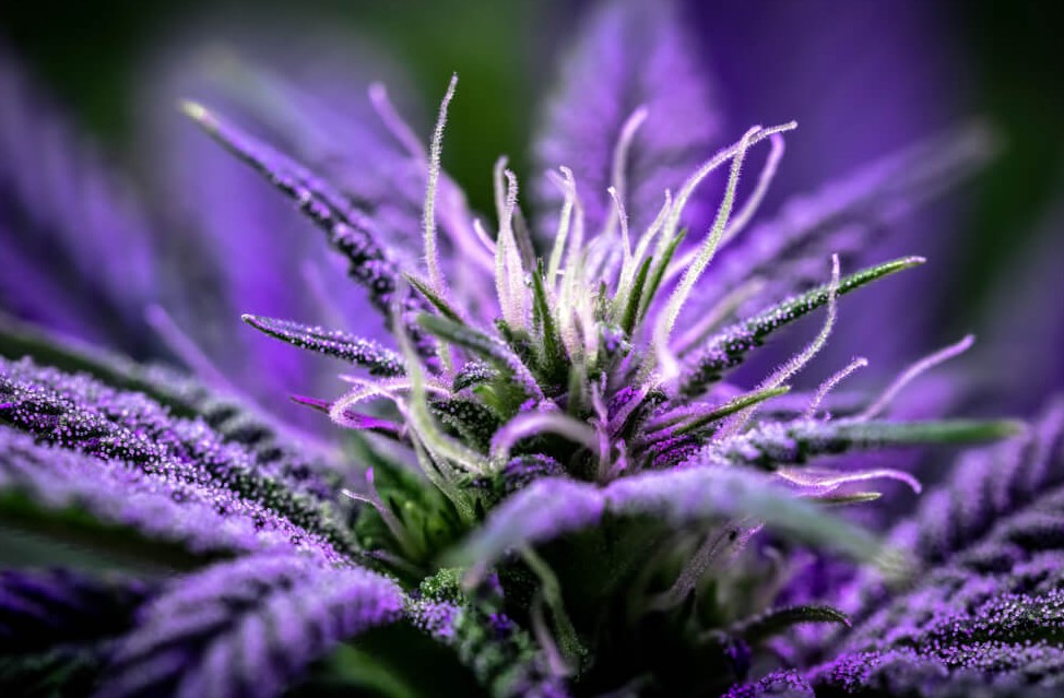 Colorful Cannabis 31 - How to Grow Rainbow Colorful Cannabis