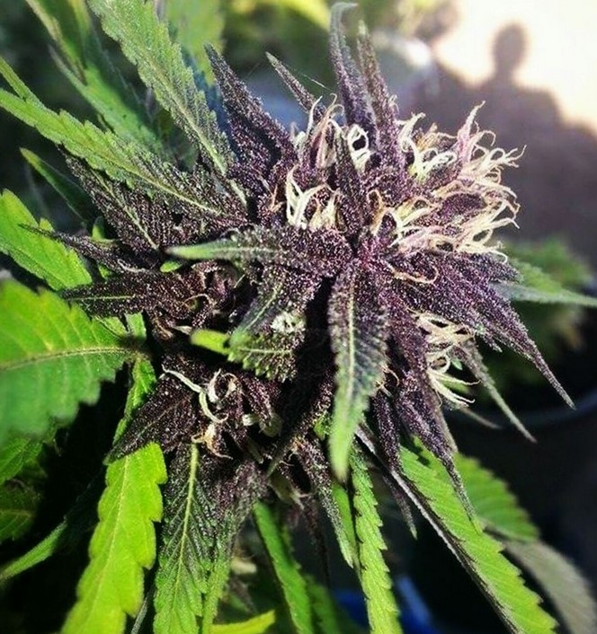 Colorful Cannabis 32 - How to Grow Rainbow Colorful Cannabis
