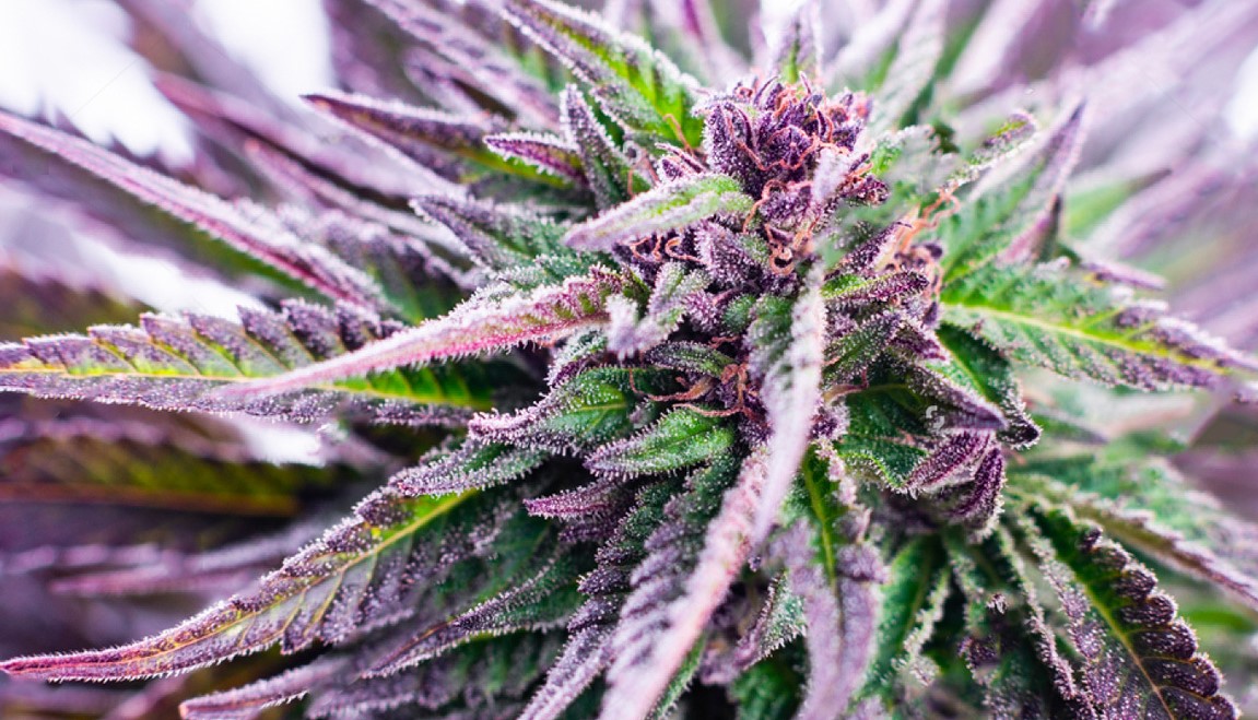 Colorful Cannabis 33 - How to Grow Rainbow Colorful Cannabis
