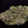Death Shark LSO-Indica