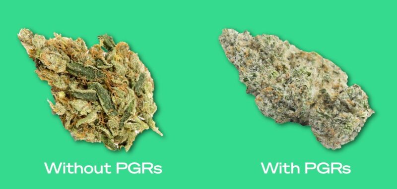 PGRs 21 800x382 - Plant Growth Regulators: What Are PGRs