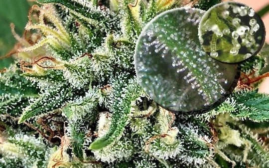 Trichomes 16 - CBD Trichomes vs THC Trichomes: Is There a Difference?
