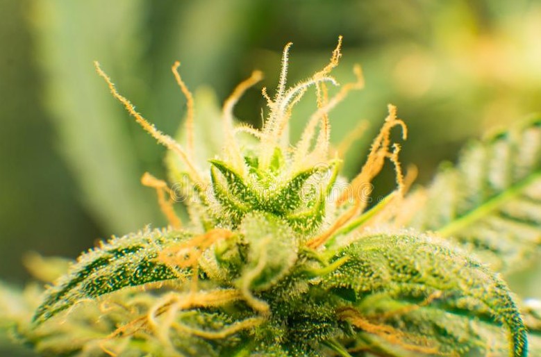 Trichomes 26 - The Benefits of Smoking Sticky Weed