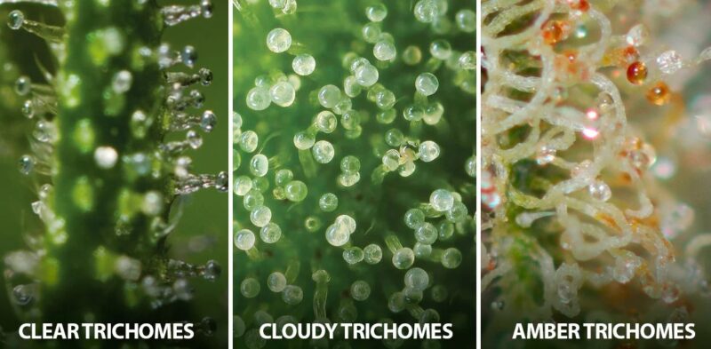 Trichomes 7 800x393 - CBD Trichomes vs THC Trichomes: Is There a Difference?