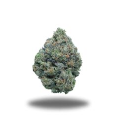 Vice City Pink – Indica