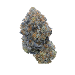 Pink Gas Mask LSO – Indica