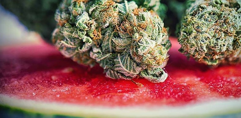 Watermelon weed - Watermelon Marijuana Strain Review