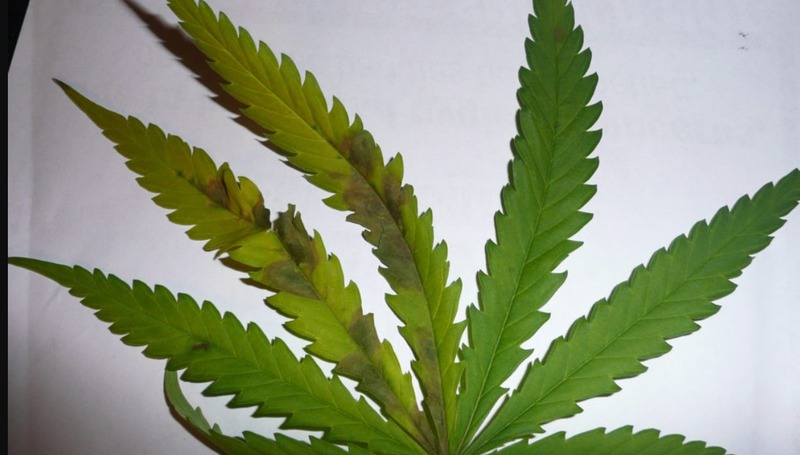 What Causes Brown Spots on Cannabis Leaves 2 - What Causes Brown Spots on Cannabis Leaves?