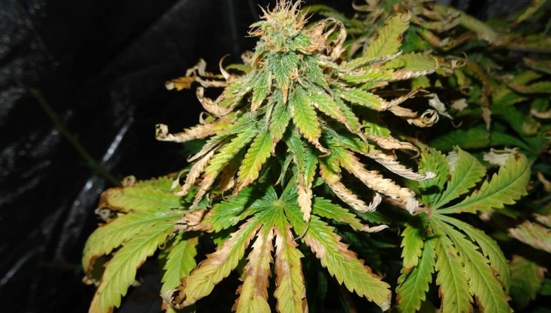 What Causes Brown Spots on Cannabis Leaves 3 - What Causes Brown Spots on Cannabis Leaves?