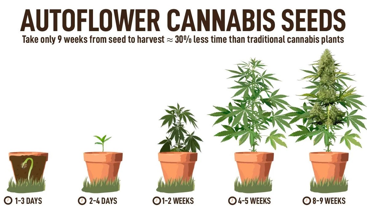 autoflowering cannabis seeds 11 - The 10 Benefits Of Growing Autoflowering Cannabis Seeds