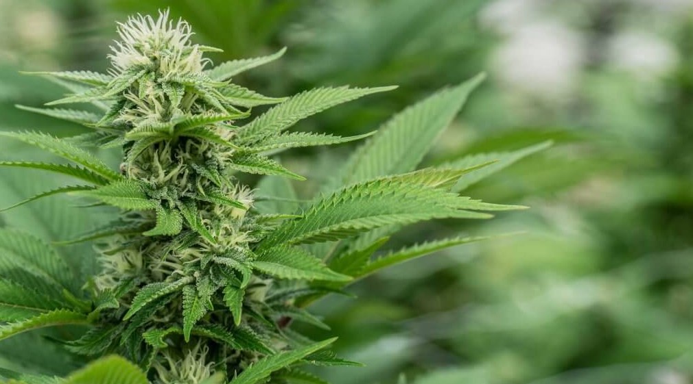 autoflowering cannabis seeds 14 - The 10 Benefits Of Growing Autoflowering Cannabis Seeds