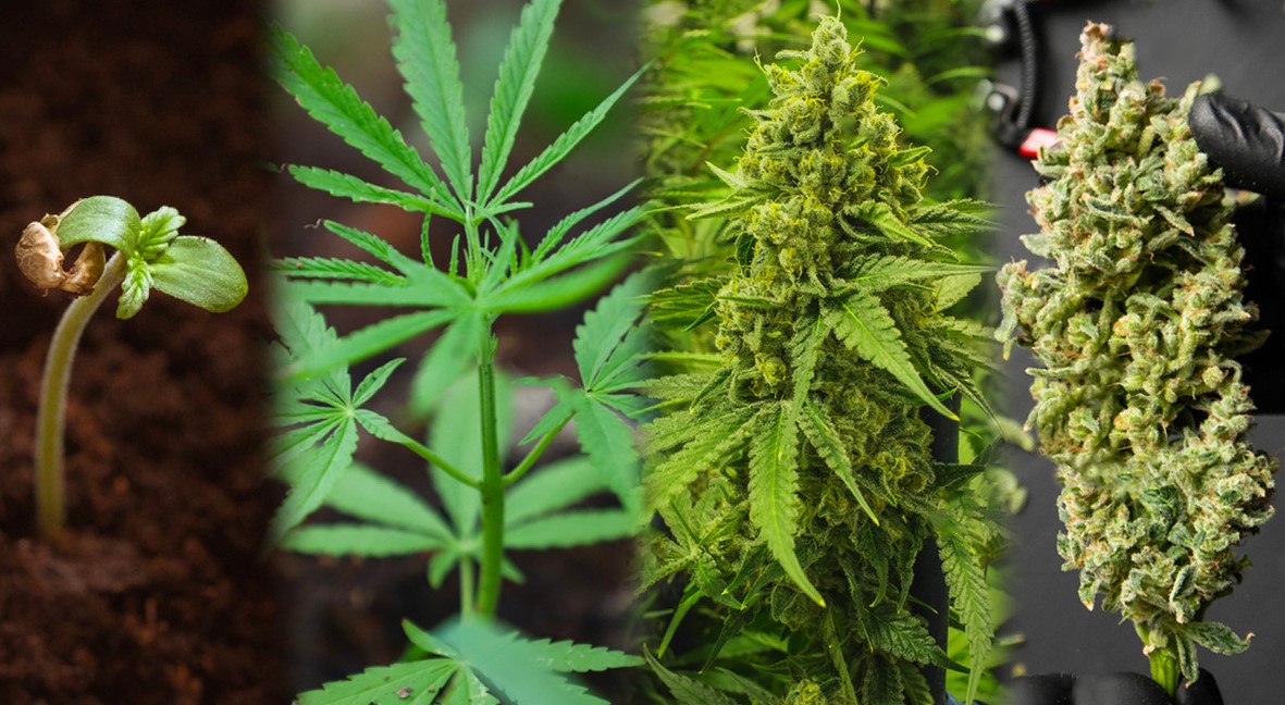 autoflowering cannabis seeds 22 - The 10 Benefits Of Growing Autoflowering Cannabis Seeds