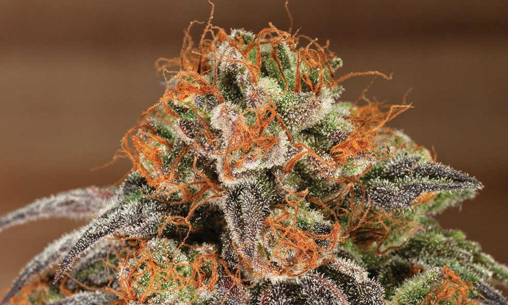 best sativa 2 - Best Sativa Weed Strains of All Time