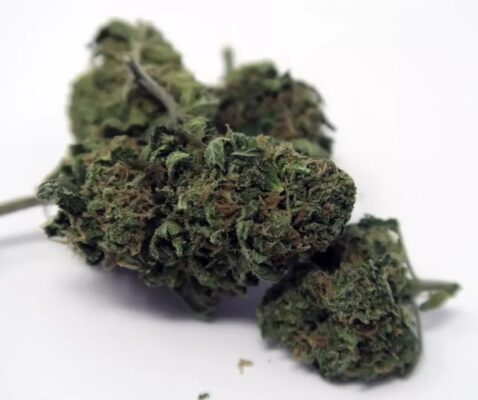blue cheese strain review 2 478x400 - Blue Cheese Strain Review
