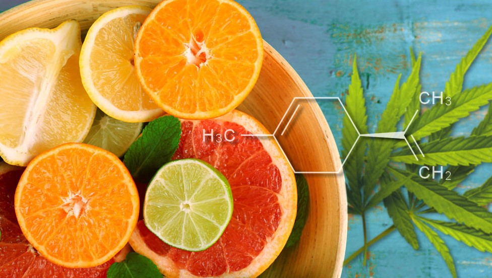 cannabis Limonene 3 - What is Limonene and What does This cannabis Terpene do?