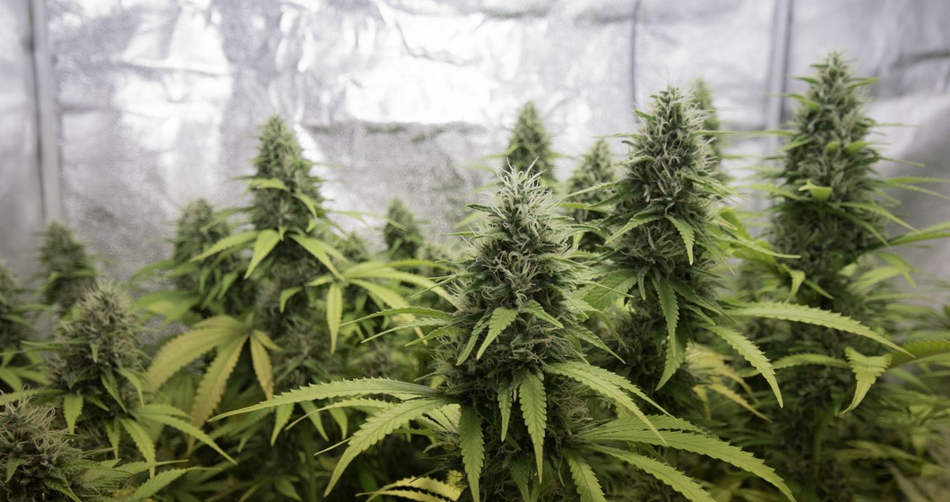 cannabis grow tents guide 41 - Cannabis Grow Tents