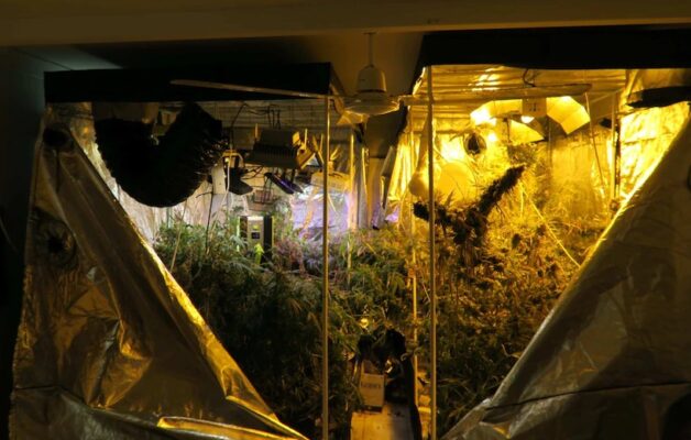 cannabis grow tents guide 42 628x400 - Cannabis Grow Tents