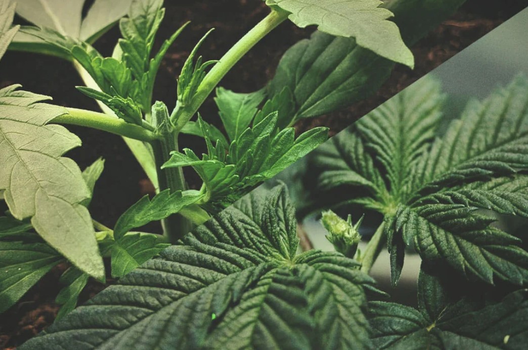 cannabis growing guide topping vs fimming 11 - Cannabis Growing Guide: Topping Vs. Fimming