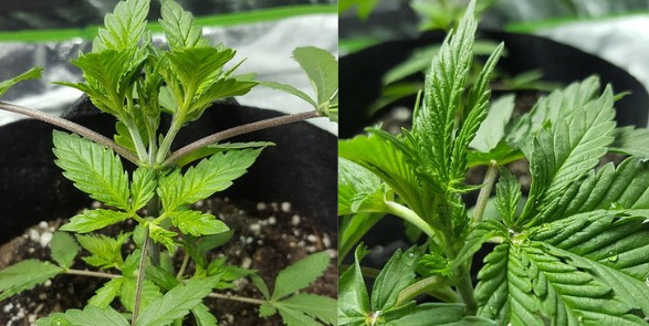 cannabis growing guide topping vs fimming 12 - Cannabis Growing Guide: Topping Vs. Fimming