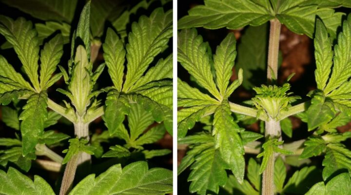 cannabis growing guide topping vs fimming 13 720x400 - Cannabis Growing Guide: Topping Vs. Fimming