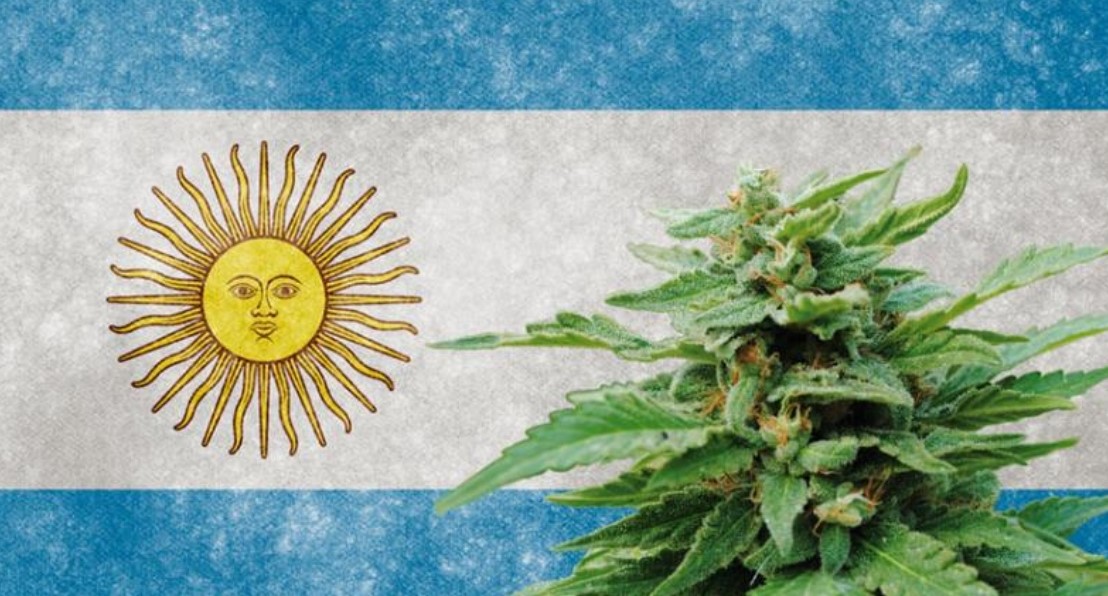 cannabis in argentina 2 - Cannabis in Argentina