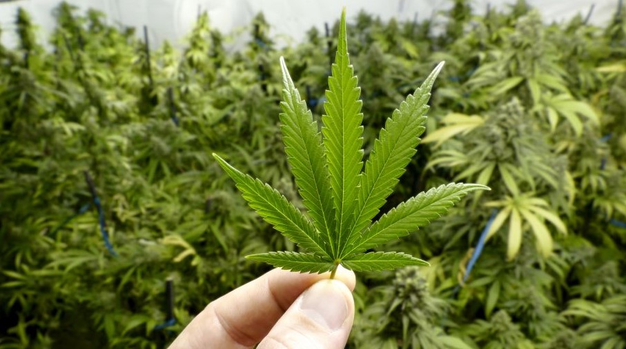 cannabis in argentina 3 - Cannabis in Argentina