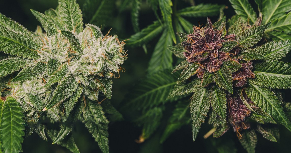 colourful weed bud colors guide 11 - Cannabis Bloom Boosters: How to Use