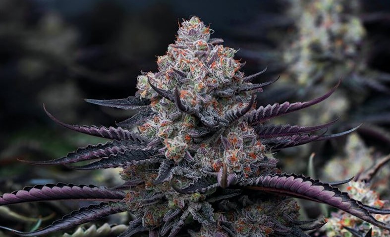 colourful weed bud colors guide 13 - Cannabis Bloom Boosters: How to Use