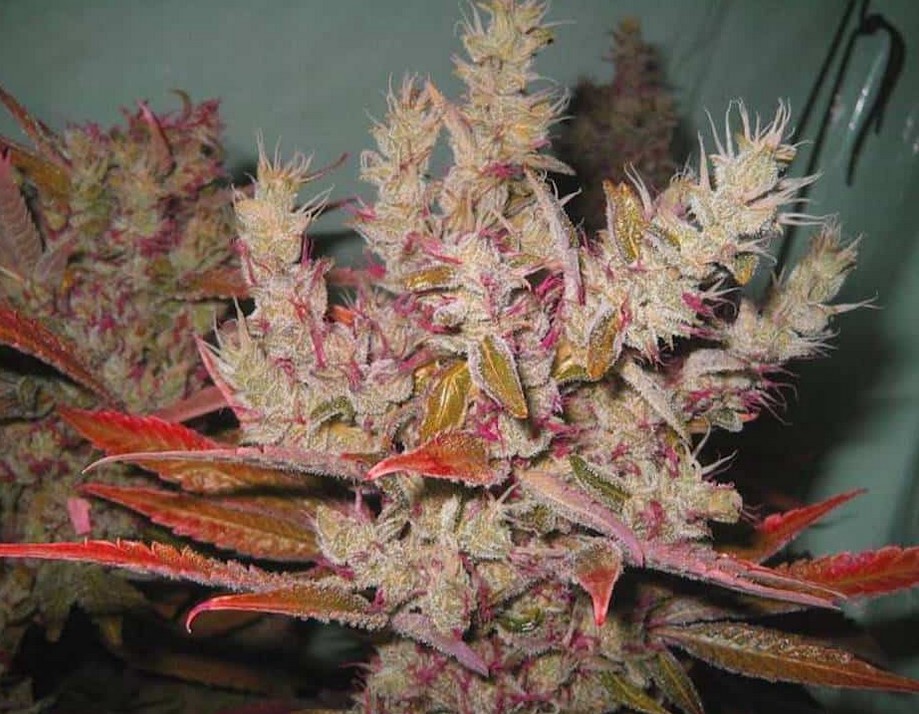colourful weed bud colors guide 2 - Colourful Weed: Bud Colors Guide