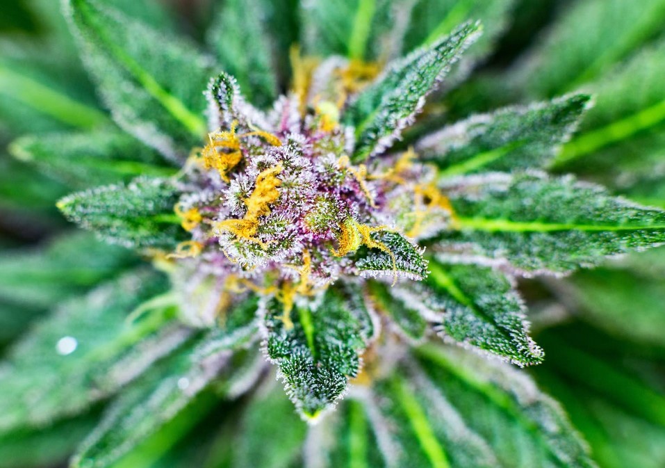 colourful weed bud colors guide - Colourful Weed: Bud Colors Guide