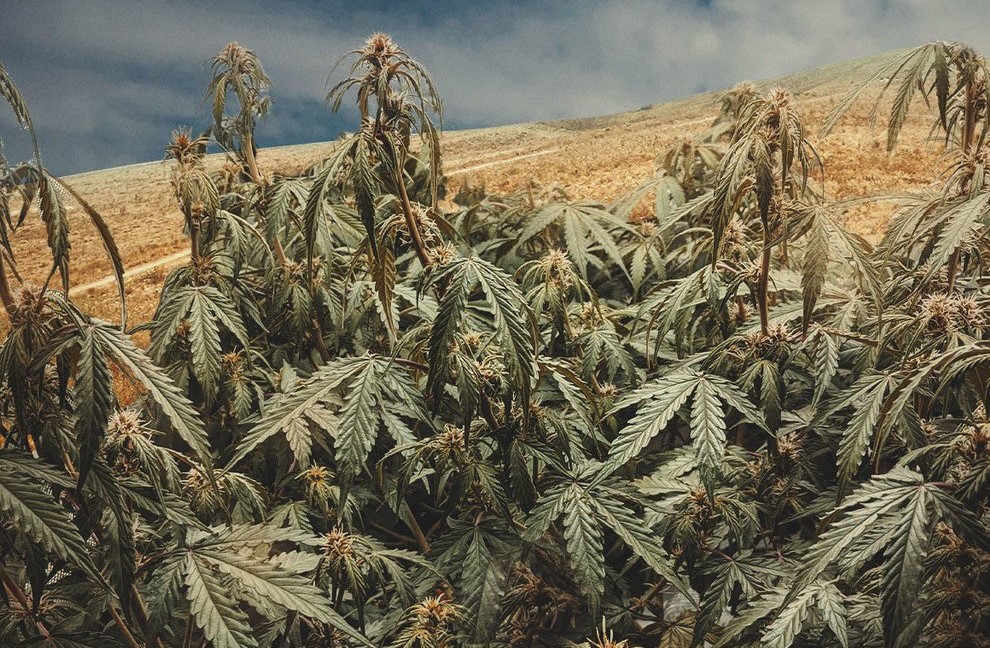 desert cannabis strains 2 - Desert Cannabis Strains