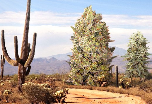 desert cannabis strains - Desert Cannabis Strains