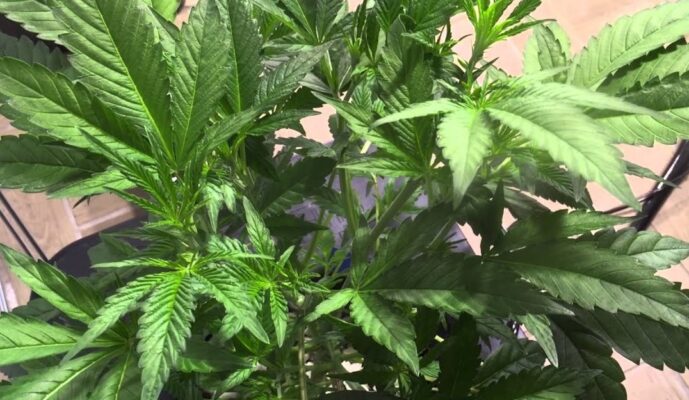 dissolved oxygen do marijuana plants need oxygen 2 689x400 - Dissolved Oxygen Improves Plant Growth, Reduces Crop Time