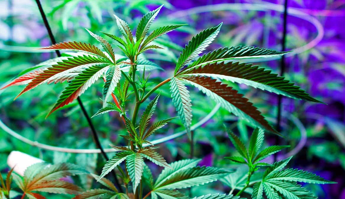 dissolved oxygen do marijuana plants need oxygen 23 - Dissolved Oxygen Improves Plant Growth, Reduces Crop Time