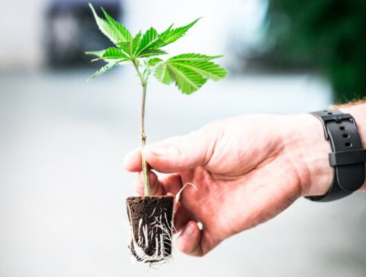 dissolved oxygen do marijuana plants need oxygen 3 529x400 - Dissolved Oxygen Improves Plant Growth, Reduces Crop Time