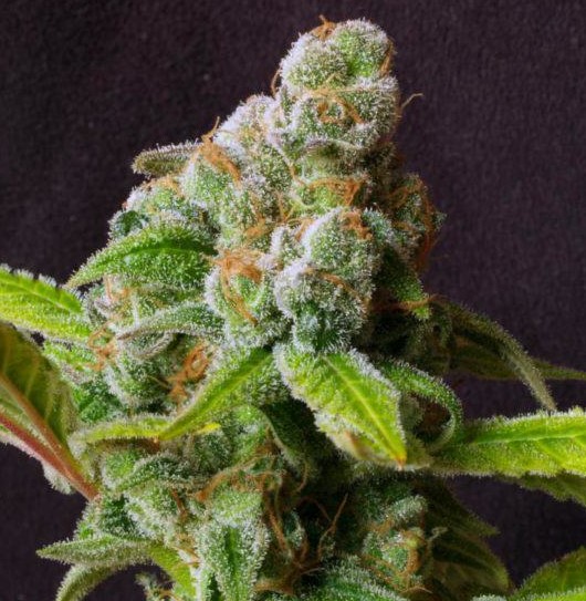 drying and curing marijuana buds the easy guide - Marijuana Buds Structure