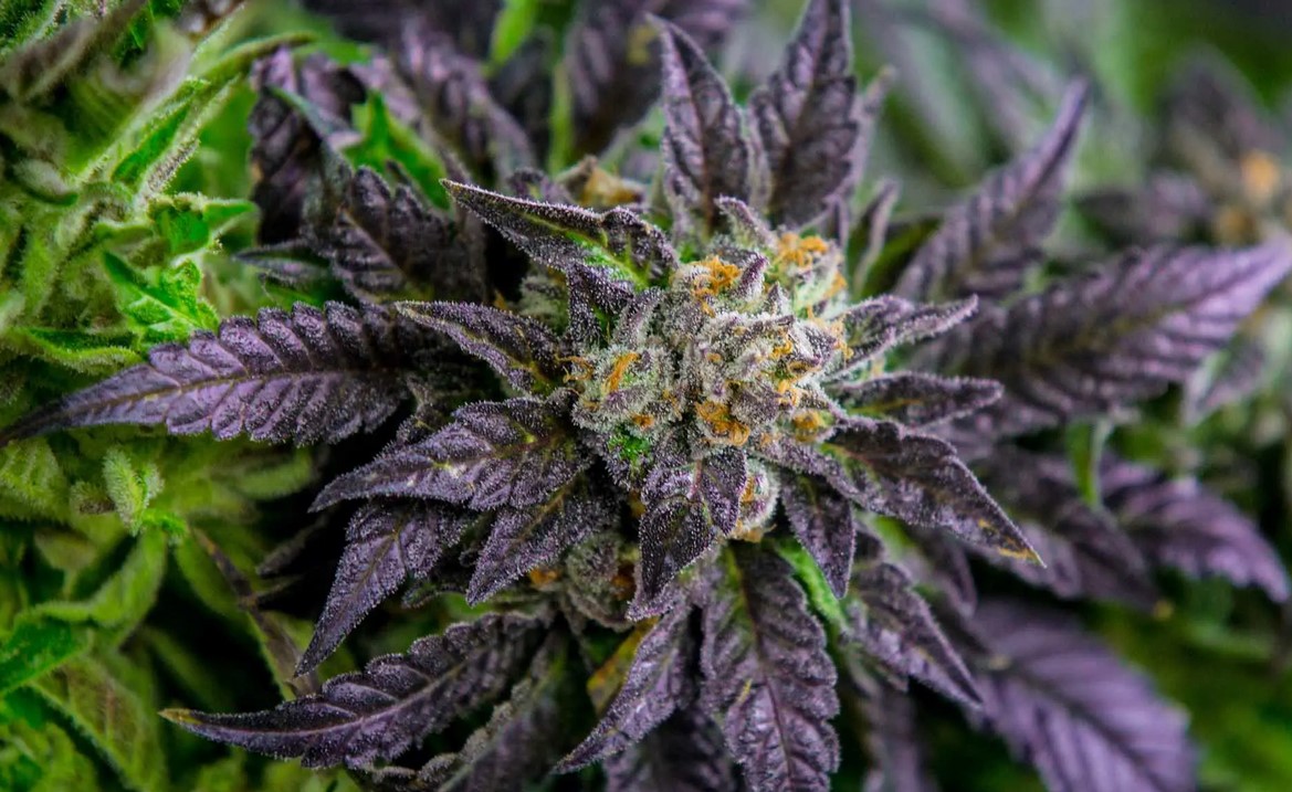 everything you need to know about purple weed - What’s The Deal With Purple Weed?