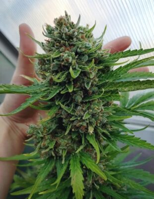 growing weed 5 310x400 - Growing Weed Indoors vs. Outdoors: The Key Differences