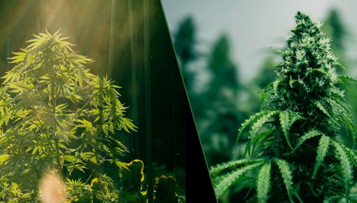 growing weed indoors vs outdoors the key differences 2 702x400 - Growing Weed Indoors vs. Outdoors: The Key Differences