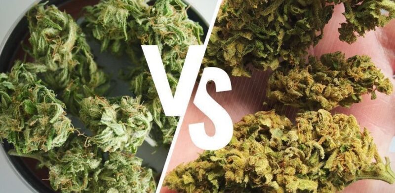 growing weed indoors vs outdoors the key differences 4 800x392 - Growing Weed Indoors vs. Outdoors: The Key Differences