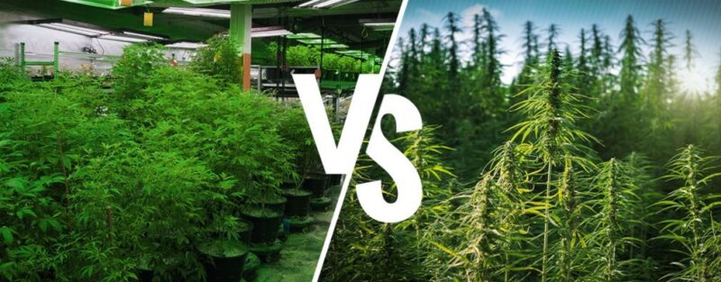 growing weed indoors vs outdoors the key differences 800x313 - Growing Weed Indoors vs. Outdoors: The Key Differences